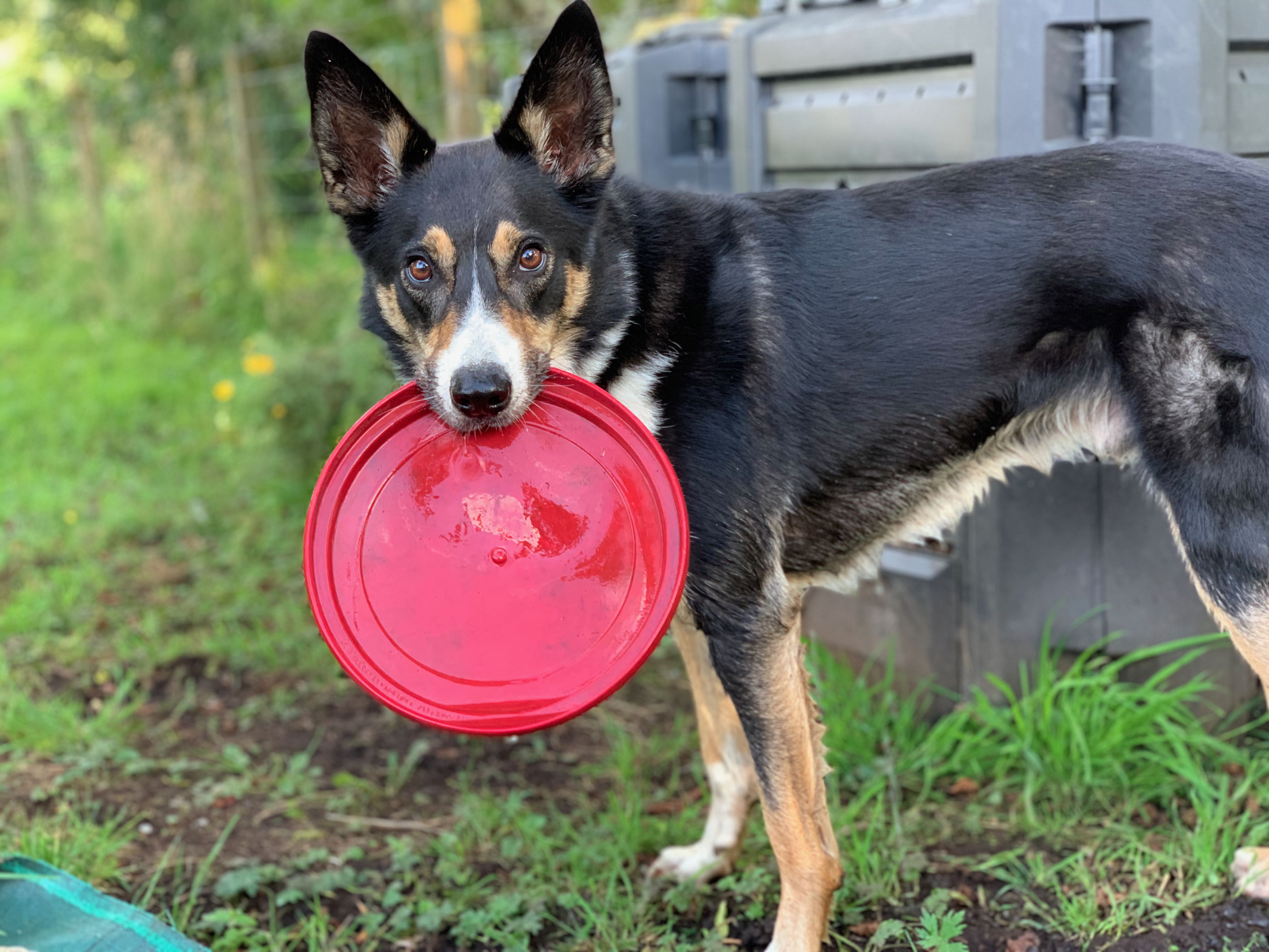 Benji with a frisbee in his mouth